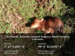 Hewan ternak milik warga yang dimangsa harimau Sumatera di Kecamatan Bahorok, Kabupaten Langkat, Sumut, Senin 11 Januari 2021. (Courtesy: BBKSDA Sumut).