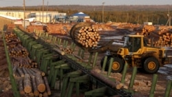 2016 年 3 月 22 日，俄罗斯西伯利亚克拉斯诺亚尔斯克地区的针叶林森林中的一木材加工厂，一名员工正在操作拖拉机，同时从分拣线上卸载原木。