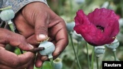 Seorang pria mengambil getah poppy, yang kemudian digunakan untuk membuat opium. (Foto: dok.)