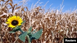 Kekeringan parah dan suhu panas yang melanda Farmersville, negara bagian Texas menyebabkan gagalnya panen tanaman jagung di sana.