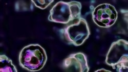 美卫生官员回击反麻疹疫苗运动