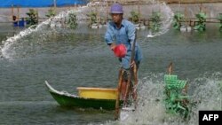 Tại vùng đồng bằng sông Cửu long, hạn hán gây ra tình trạng ngập mặn, gây thiệt hại cho mùa màng và làm tăng độ mặn của nguồn cung cấp nước sinh hoạt.