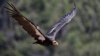 Burung Condor California terbang di hutan Ventana, arah timur Big Sur, California, 21 Juni 2017.