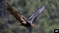 Burung Condor California terbang di hutan Ventana, arah timur Big Sur, California, 21 Juni 2017.