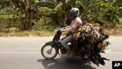 A Cambodian poultry transports chickens to the main market from Neak Loeung taxi station some 62 kilometers (38 miles) southeast of Phnom Penh, Cambodia, Friday, Feb. 15, 2013. (AP Photo/Heng Sinith)