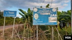 ສວນກ້ວຍຢູ່ໃນເຂດບ້ານໂພນຄຳ