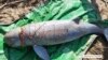 This photo provided by the World Wide Fund WWF shows a carcass of a Mekong dolphin on the Mekong river bank at Koh Trung, Kratie province, Cambodia, Saturday, Dec. 24, 2022. (Eam Sam Un/WWF via AP)