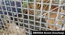 Seekor anjing yang dijadikan umpan dalam proses evakuasi harimau Sumatra di Desa Bukit Mas, Kecamatan Besitang, Kabupaten Langkat, Sumut. (Courtesy: BBKSDA Sumut)