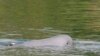 FILE - A Mekong River dolphin appears on the Mekong River at Kampi village, Kratie province, northeast of Phnom Penh, Cambodia, on March 17, 2009.