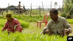 រូបឯកសារ៖ កសិករកាត់ត្រកួនពីដំណាំនៅជាយក្រុងភ្នំពេញ កាលពីថ្ងៃទី ១៣ ខែមិថុនា ឆ្នាំ ២០១៩។