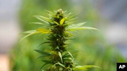 ARHIVA - Stabljika marihuane (Foto: AP/Sakchai Lalit)