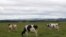 FILE - Dairy cattle graze in a field in Perthshire, Scotland, Aug. 11, 2015.