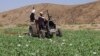 Taliban's War on Drugs Going Strong, for Now 