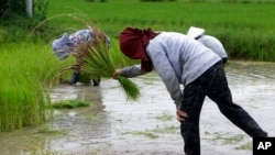 រូបឯកសារ៖ កសិករដកសន្ទូង ក្នុងរដូវធ្វើកសិកម្ម នៅជាយក្រុងភ្នំពេញ កាលពីថ្ងៃទី ២ ខែសីហា ឆ្នាំ ២០២០។