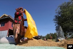 រូបឯកសារ៖ កសិករហាលស្រូវក្នុងរដូវប្រមូលទិន្នផលកសិកម្មនៅជាយក្រុងភ្នំពេញ កាលពីថ្ងៃទី ៨ ខែធ្នូ ឆ្នាំ ២០២១។