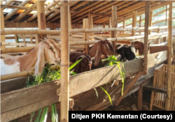 Fokus vaksinasi Kementan masih kepada ternak sapi dan kerbau, belum menyentuh kambing, domba dan babi. (Foto: Ditjen PKH)