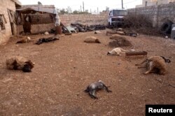在这张2013年3月23日的图片中，在叙利亚一个村庄动物尸体遍布，居民称是几天前发生的化学武器袭击造成的。