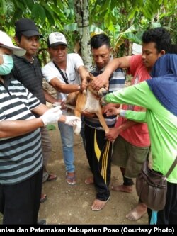 etugas Kesehatan Hewan Dinas Pertanian dan Peternakan Kabupaten Poso melakukan vaksinasi Anjing di Kecamatan Lage. (Foto : Dinas Pertanian dan Peternakan Kabupaten Poso)