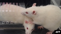 Foto milik Universitas Chicago menunjukkan seekor tikus terperangkap di sebuah alat, 8 Juli 2020, sebagai ilustrasi (Foto: AFP)