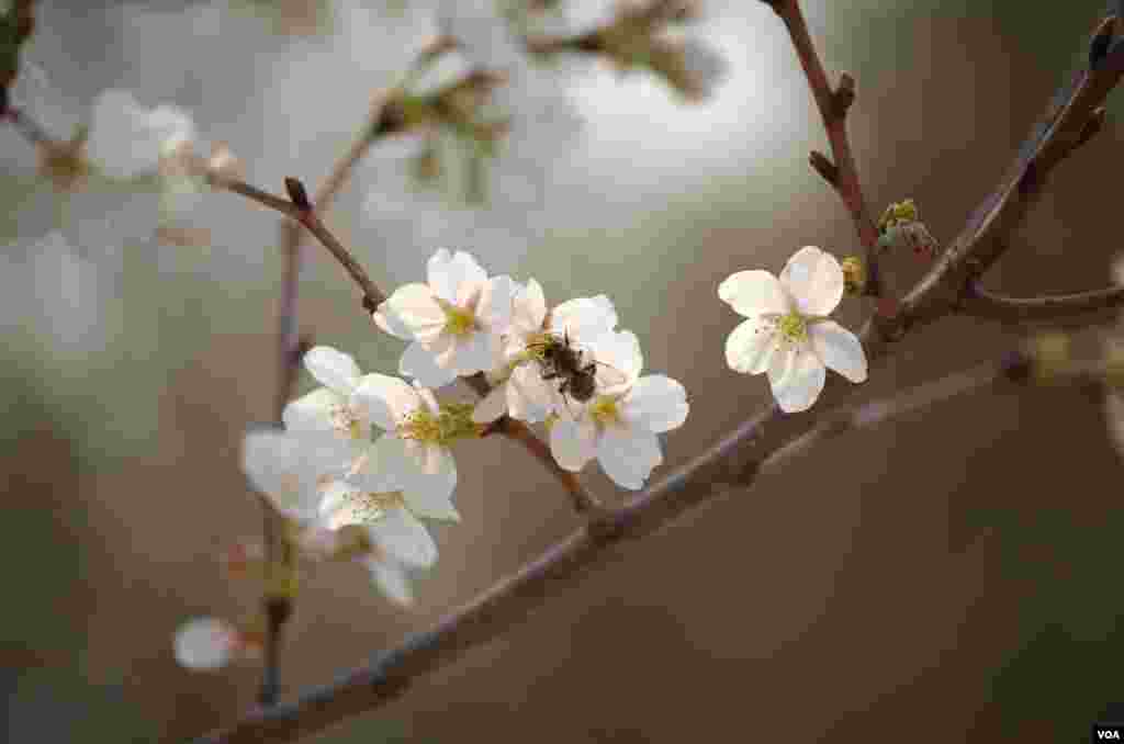 玉渊潭中盛放的樱花 (曾谙 摄于2016年3月21日)