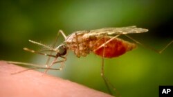 Seekor nyamuk Anopheles funestus betina yang sedang makan. Spesies ini dikenal sebagai vektor penyakit parasit malaria. (James Gathany/CDC melalui AP)