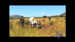 偷猎激增 国际社会呼吁禁止象牙买卖