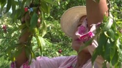 5K (Lima Kilometer): Melihat Kebun Apel Diaspora Indonesia di Massachusetts