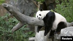 Panda Mei Sjang snimljena u zoo vrtu u Vašingtonu 2007. godine
(foto: REUTERS/Kevin Lamarque)
