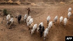 Wani makiyayi yana kiwon dabbobinsa a yankin jihar Sokoto da ke arewa maso yammacin Najeriya