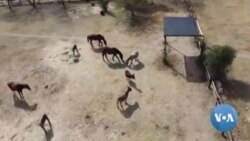 Africa's Donkeys Being Stolen for Chinese Medicine Africa's Donkeys Being Stolen for Chinese Medicine