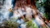 Seorang petugas pemadam kebakaran berupaya memadamkan api untuk melindungi pohon sequoia saat Washburn Fire membakar hutan di Mariposa Grove, Taman Nasional Yosemite, California, 8 Juli 2022. (AP /Noah Berger)