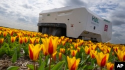 Theo, robot AI bekerja untuk memeriksa perkebunan tulip Belanda guna mencari bunga-bunga "yang mengidap penyakit" di kota Noordwijkerhout, Belanda. 