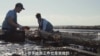 兄弟经营海洋农场 牡蛎生涯天地宽