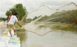 A man casts his fishing net out into a flooded tributary to the Prek Thnaot River that has flooded the Prek Kampeus commune, Dangkoa district, Phnom Penh, Cambodia, on Oct. 14, 2020. (Malis Tum/VOA Khmer)