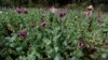 FILE - A woman harvests opium as he works in an opium field outside Loikaw, Kayah state, Myanmar, Nov. 30, 2016. 