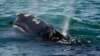 Vanishing Whale's Decline Worse Than Previously Thought 