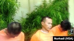 Tiga tersangka dalam kasus 1083 pohon ganja ditahan kepolisian Yogyakarta. (Foto:VOA/Nurhadi)