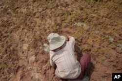 FILE - A Cambodian farmer plants rice on the dry earth in the rice paddy outsidef Phnom Penh, Cambodia, Sept. 22, 2015. This year drought has affected thousands of hectares of rice paddy throughout the country's provinces.