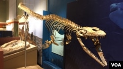 Fosil hewan laut yang ditemukan di tebing jurang di Angola.