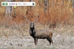 An Eld's deer. (World Wildlife Fund)