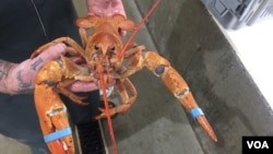 资料照片：缅因州的活龙虾