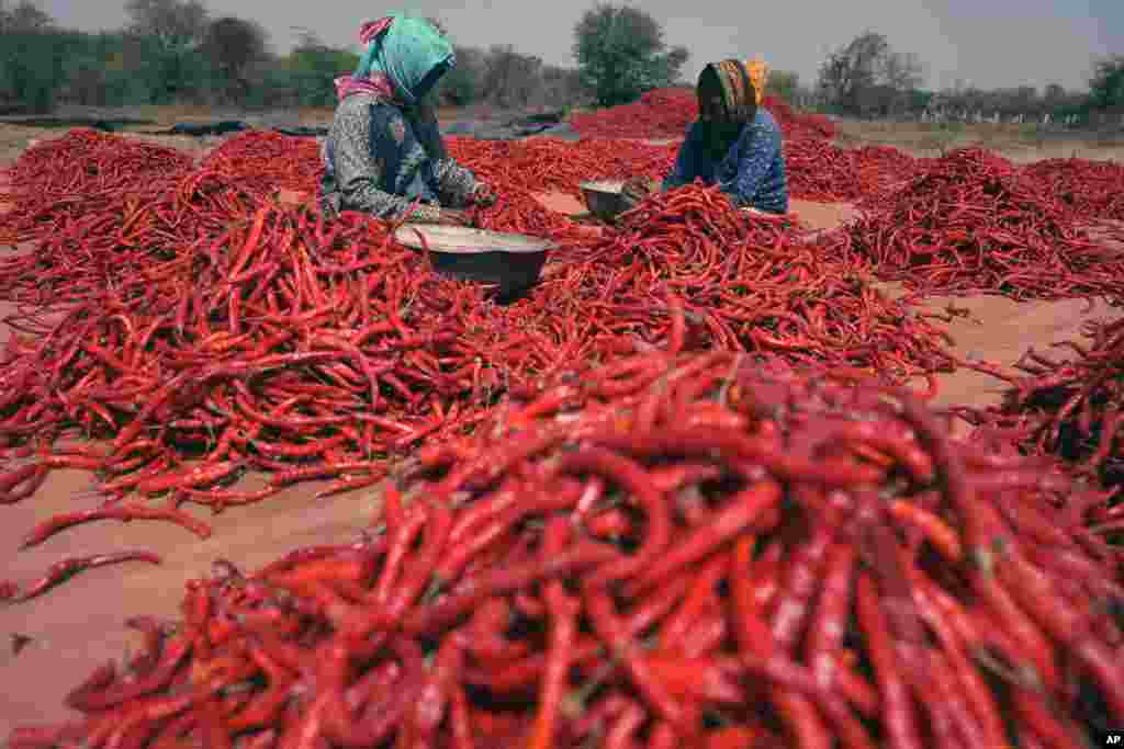 د هند د ګجراتو د ګندینګر په ښار کې د مرچو حاصلات