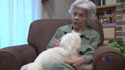 养老院新宠：抚慰心灵的机器海豹