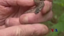 丢掉捕蝶网：今日自然爱好者用手机采集标本