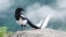 រូបឯកសារ៖ សត្វបក្សី magpie នៅអាឡាស្កា។
