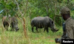 Seorang penjaga hutan berdiri di dekat badak Putih Selatan saat mereka merumput di Ziwa Rhino Sanctuary di distrik Kiryandongo, Uganda 1 Desember 2021. (Foto: Reuters)