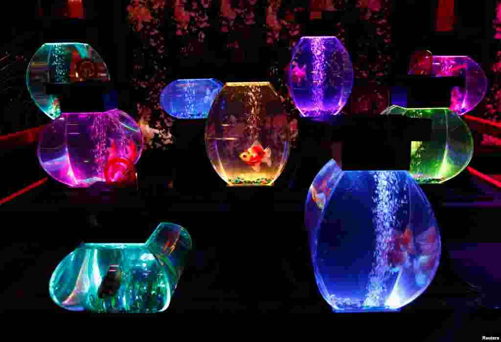 Installations featuring goldfish in illuminated tanks are displayed at the Art Aquarium exhibition in Tokyo, Japan.