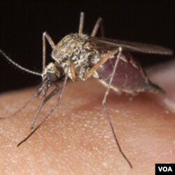 Hampir semua nyamuk di Uganda utara membawa malaria.