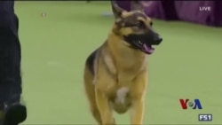 西敏寺犬展冠军出炉