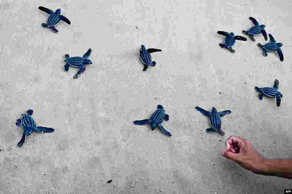 A man releases leatherback sea turtle hatchlings into the sea at Lhoknga beach, Indonesia&#39;s Aceh province.
